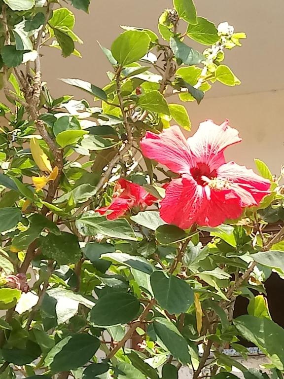 Pousada Cruzeiro dos Anjos room 6